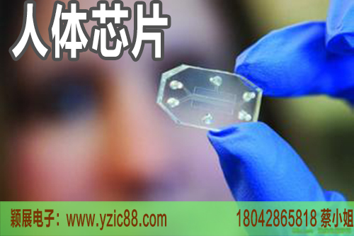 ic芯片在醫(yī)療行業(yè)應(yīng)用之人體芯片